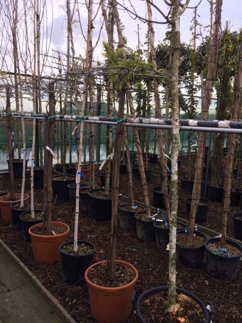 Blauwe Regen Als Dakboom (Wisteria Sinensis 'Prolific')