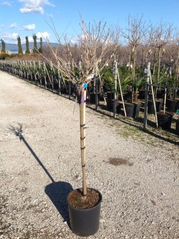 Blauwe Regen Als Halfstam (Wisteria Floribunda 'Issai')