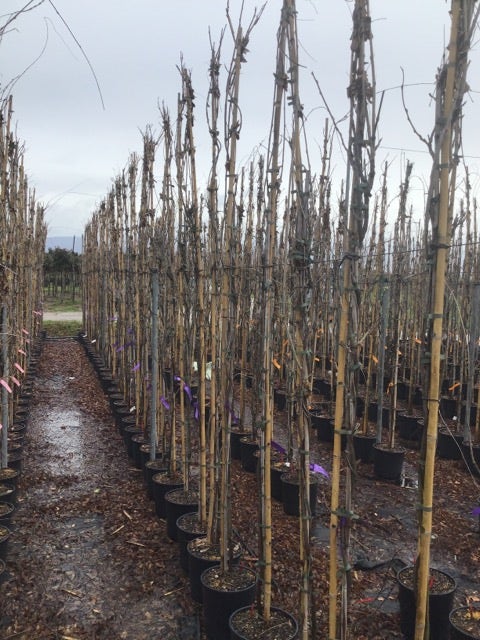Blauweregen (Wisteria Floribunda 'Geisha')