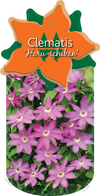 Bosrank (Clematis 'Haru-ichiban')