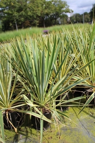 Palmlelie (Yucca Filamentosa 'Bright Edge' )