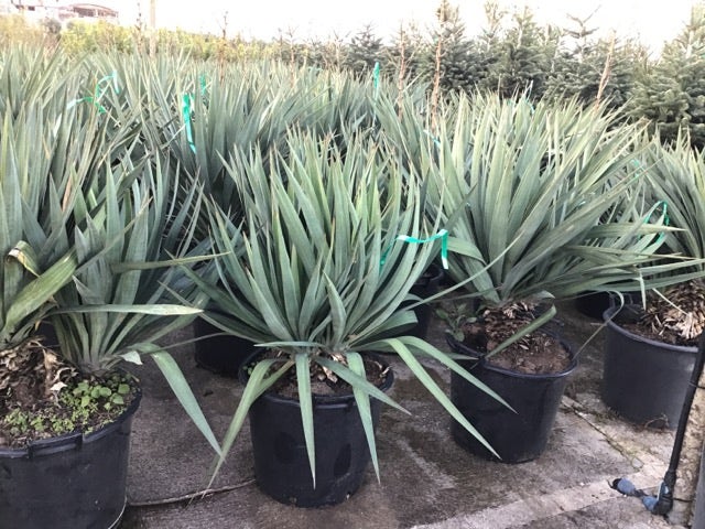 Palmlelie (Yucca Gloriosa)