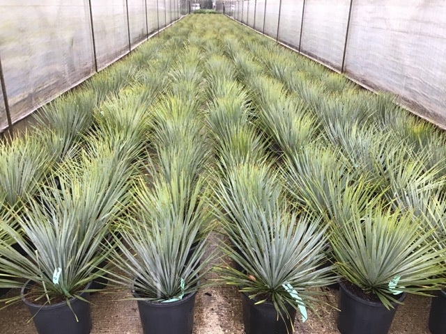 Palmlelie (Yucca Rostrata)