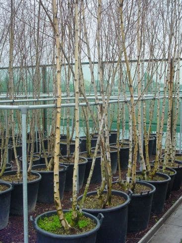  Meerstammige Berk (Betula Pendula)