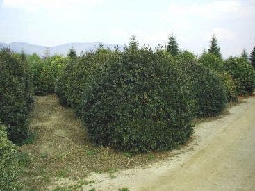  Camelia (Camellia Sasanqua)