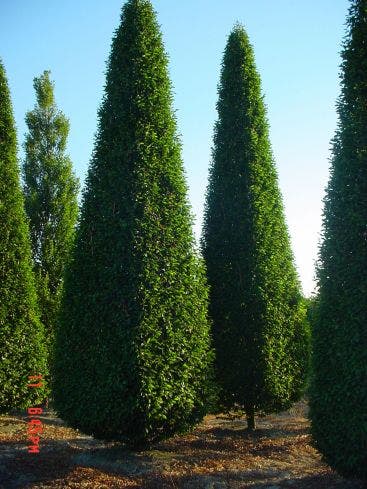  Haagbeuk Als Pyramide (Carpinus Betulus 'Fastigiata' )