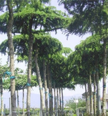 Ceder Als Dakboom (Cedrus Deodara 'Pendula')