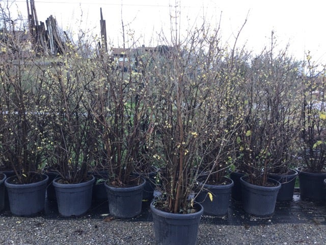 Winterzoet (Chimonanthus Praecox)