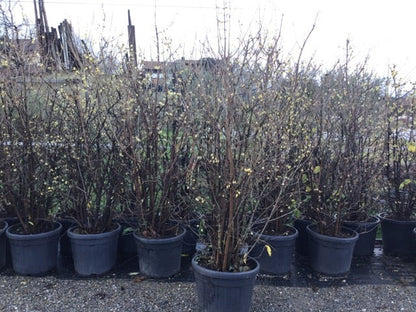  Winterzoet (Chimonanthus Praecox)