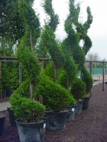  Leylandcipres Als Spiraal (Cupressocyparis Leylandii 'Castlewellan Gold' )