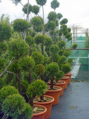  Cupressus Leylandii 'Castlewellan Gold', Pompon