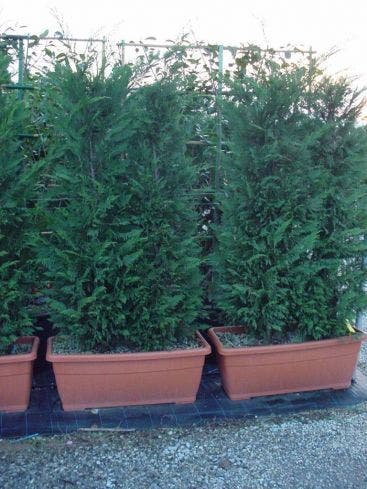 Conifeer Meeneemhaag (Cupressocyparis Leylandii)