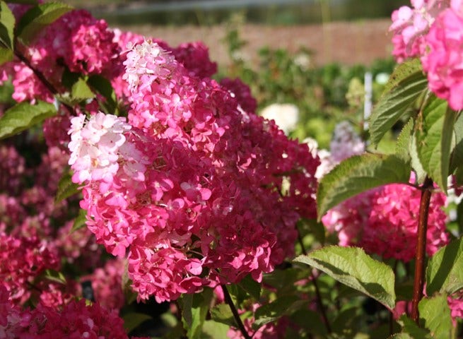  Pluimhortensia (Hydrangea Paniculata 'Fraise Melba')