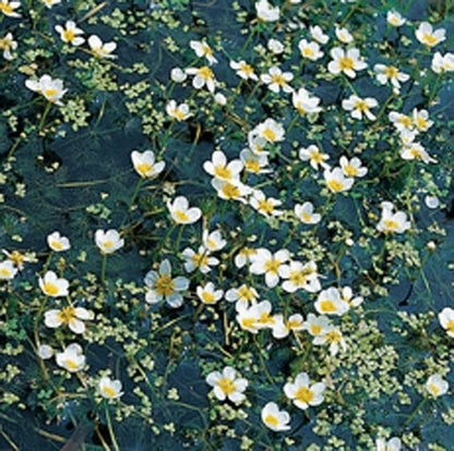  Waterranonkel (Ranunculus Aquatilis)