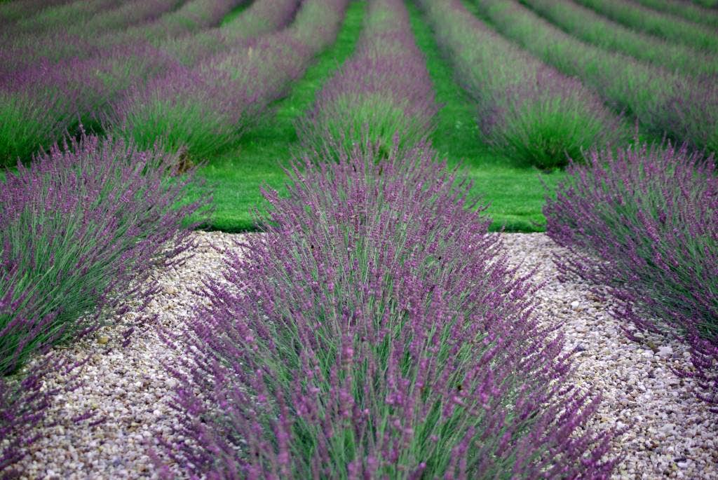  Lavendel (Lavandula Intermedia 'Phenomenal'')