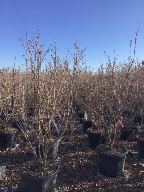  Kornoelje (Cornus Kousa 'Schmetterling')