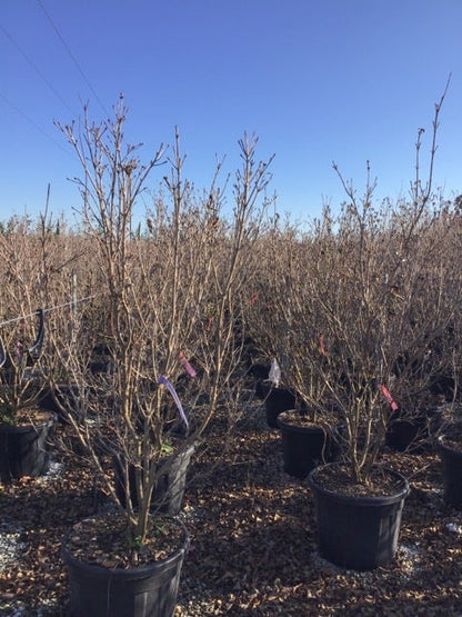  Kornoelje (Cornus Kousa 'Schmetterling')