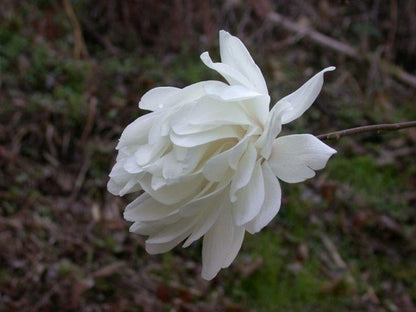  Beverboom (Magnolia Loebneri 'Wildcat')