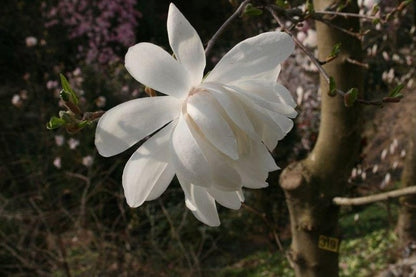  Beverboom (Magnolia Loebneri 'Wildcat')