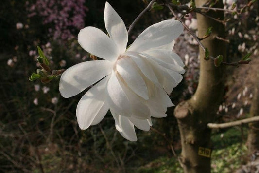  Beverboom (Magnolia Loebneri 'Wildcat')