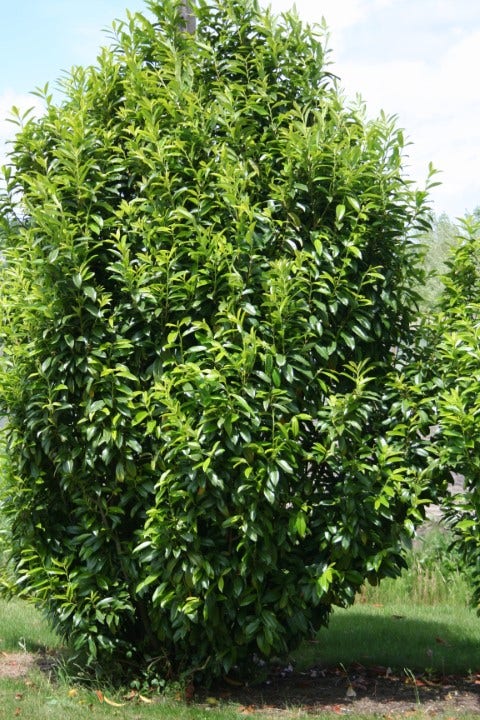  Laurier (Prunus Laurocerasus 'Genolia')