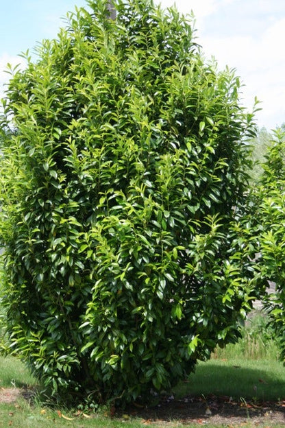  Laurier (Prunus Laurocerasus 'Genolia')