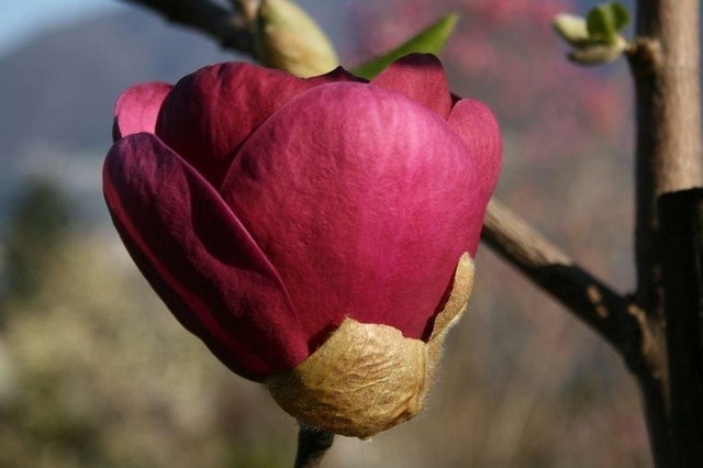  Beverboom (Magnolia 'Black Tulip')