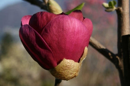  Beverboom (Magnolia 'Black Tulip')