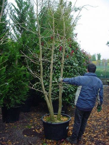  Japanse Notenboom, Meerstammig (Ginkgo Biloba)
