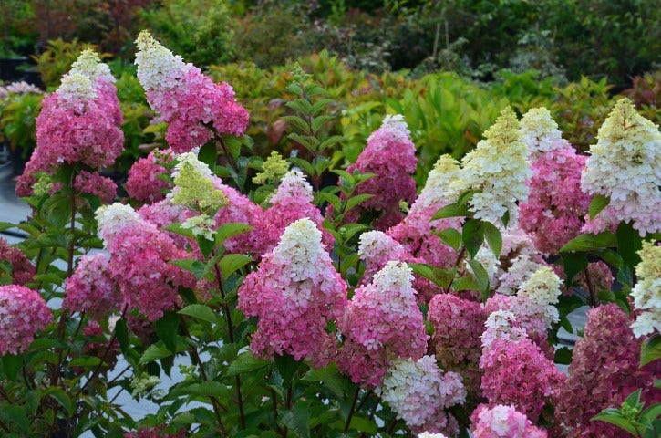 Pluimhortensia (Hydrangea Paniculata 'Fraise Melba')