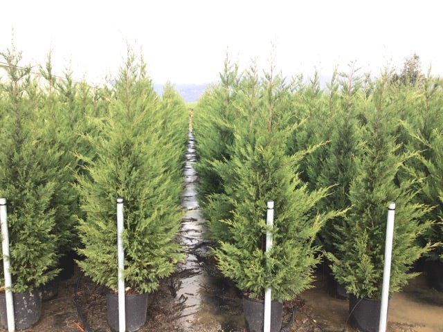  Haagconifeer (Cupressocyparis Leylandii 'Vito')