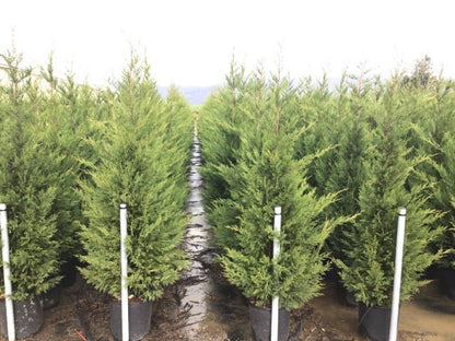 Haagconifeer (Cupressocyparis Leylandii 'Vito')