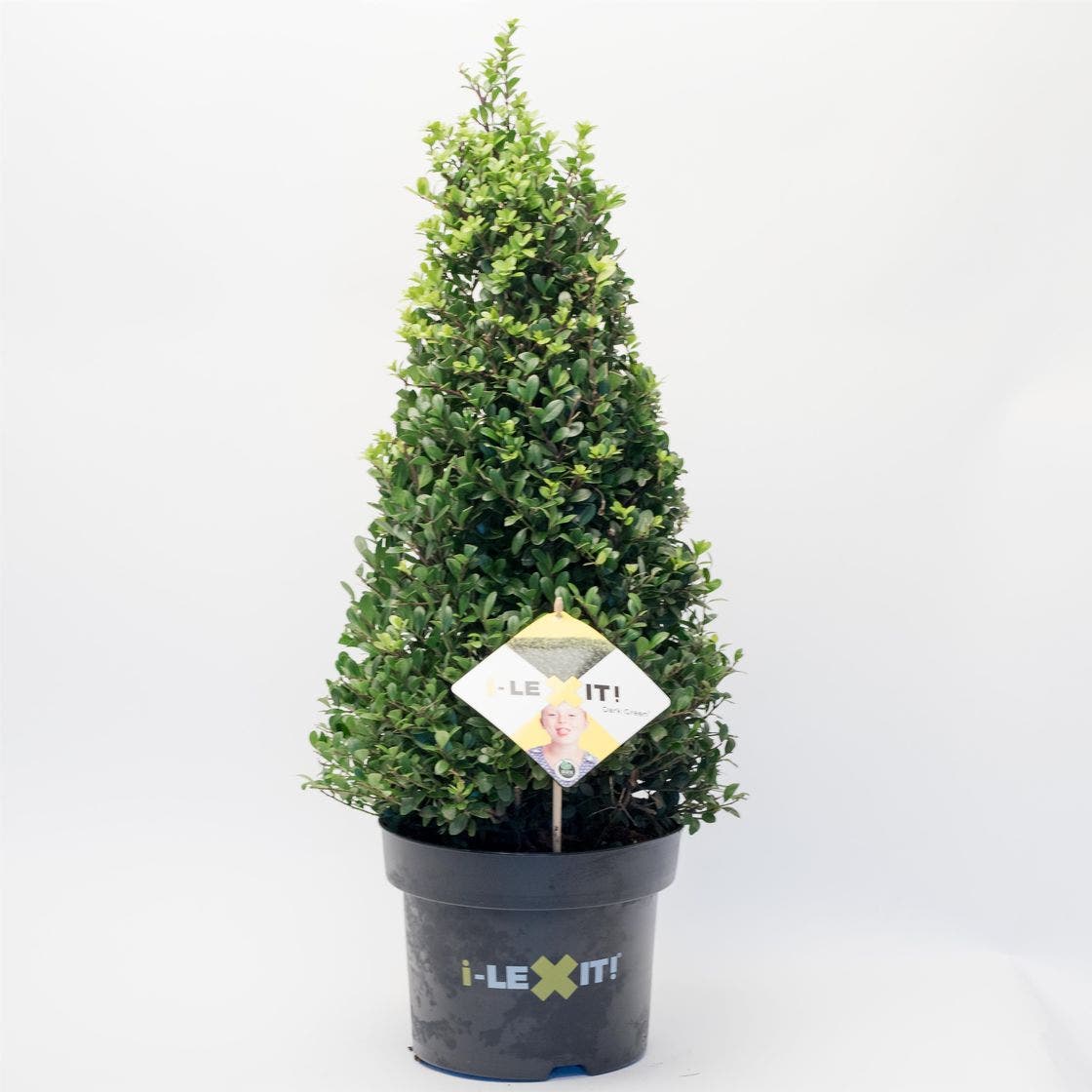  Japanse Hulst In Kegelvorm (Ilex Crenata 'Dark Green')