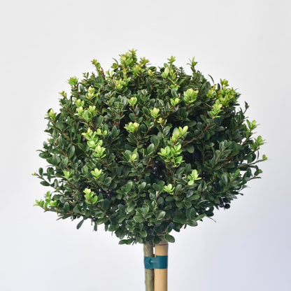  Japanse Hulst Als Bol Op Stam (Ilex Crenata 'Dark Green')