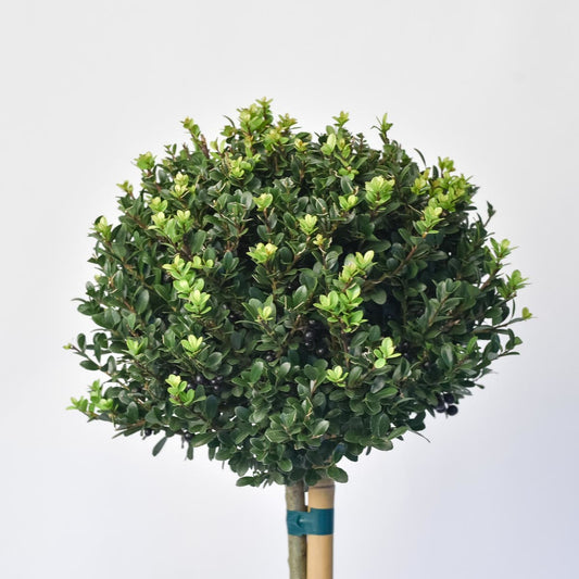  Japanse Hulst Als Bol Op Stam (Ilex Crenata 'Dark Green')