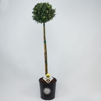  Japanse Hulst Als Bol Op Stam (Ilex Crenata 'Dark Green')