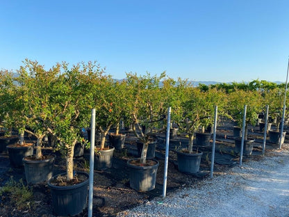  Granaatappel Als Solitair (Punica Granatum)