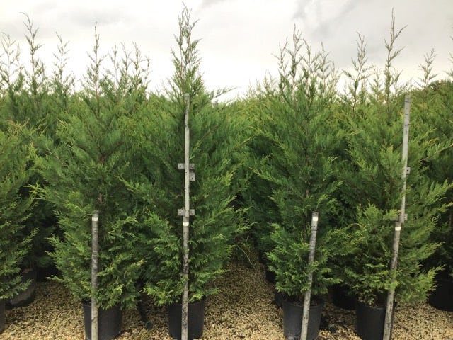  Haagconifeer (Cupressocyparis Leylandii 'Vito')