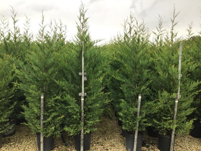 Haagconifeer (Cupressocyparis Leylandii 'Vito')