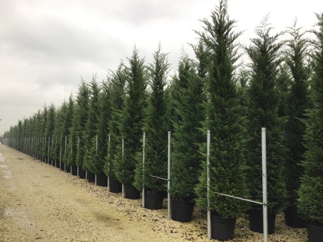  Haagconifeer (Cupressocyparis Leylandii 'Vito')