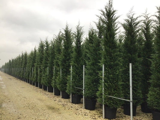  Haagconifeer (Cupressocyparis Leylandii 'Vito')