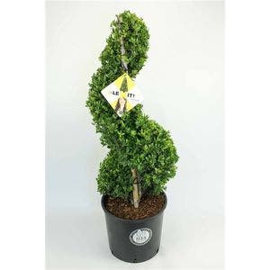  Japanse Hulst Als Spiraal (Ilex Crenata 'Dark Green')