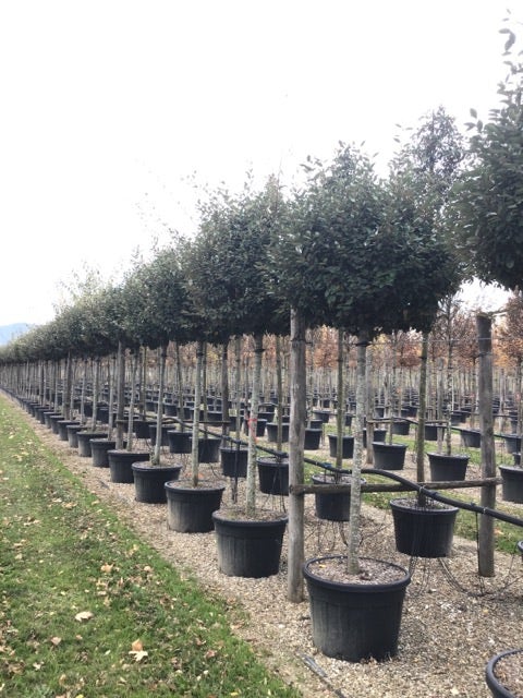  Olijfwilg Als Boom (Elaeagnus Ebbingei 'Compacta')