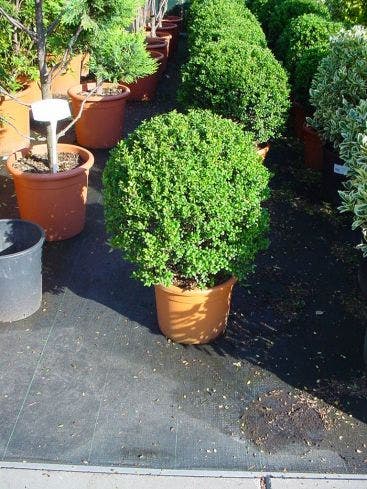  Japanse Hulst In Bolvorm (Ilex Crenata 'Convexa')