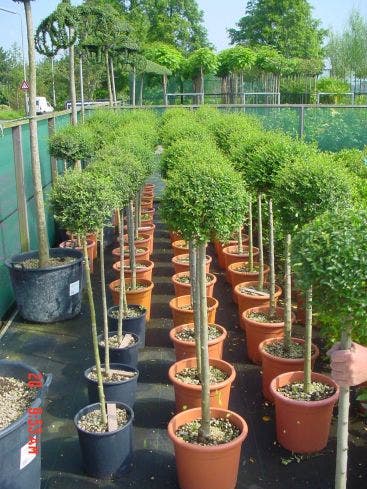  Liguster Op Stam (Ligustrum Delavayanum)