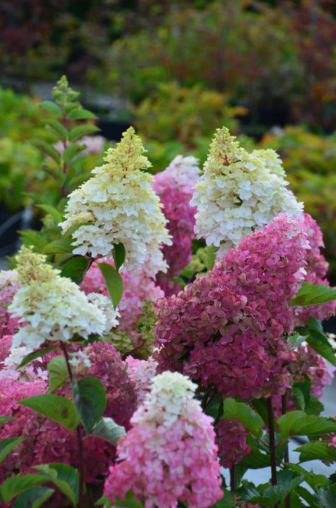  Pluimhortensia (Hydrangea Paniculata 'Fraise Melba')
