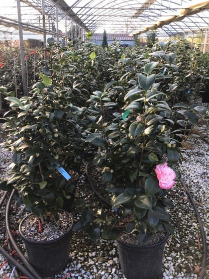 Camelia (Camellia Japonica 'Margaret Davis')