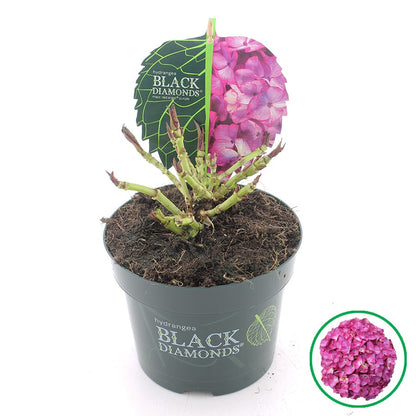  Hortensia (Hydrangea Black Diamonds Red Angel Purple)