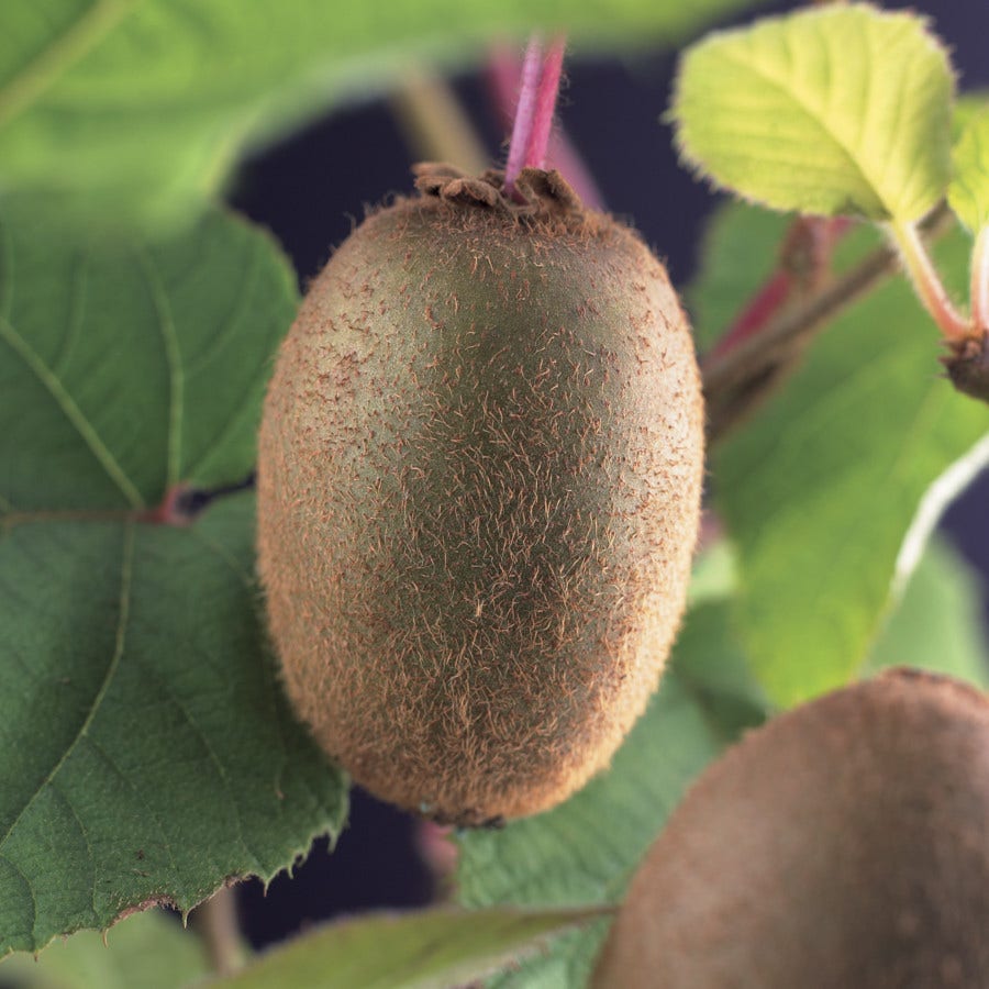  Kiwiplant (Actinidia 'Jenny')