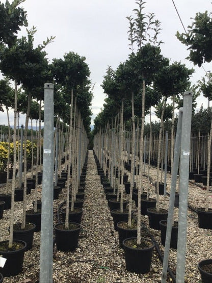  Liguster Als Boom (Ligustrum Japonicum 'Texanum')